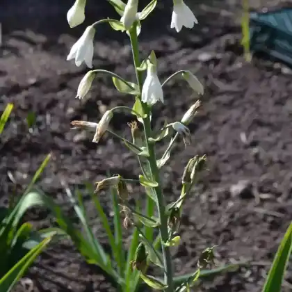 Foto von Sommer-Hyazinthe (Galtonia candicans)