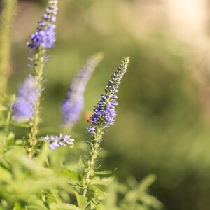 Provence-Lavendel (Lavandula x intermedia)