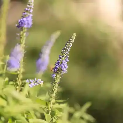 Foto von Provence-Lavendel (Lavandula x intermedia)