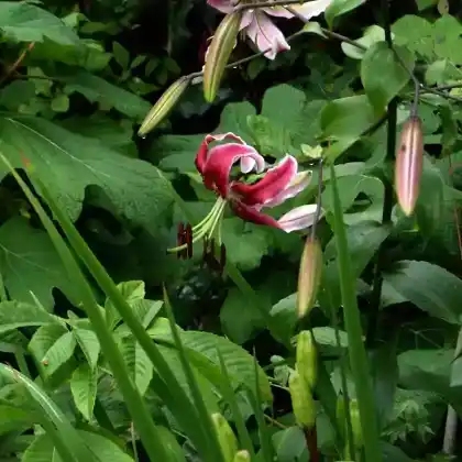 Foto von Orientpet-Lilie 'Black Beauty' (Lilium henryi 'Black Beauty')