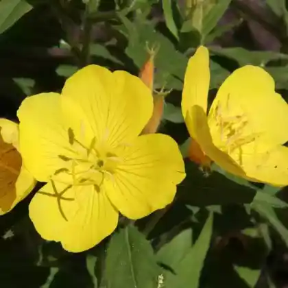 Foto von Stauden-Nachtkerze (Oenothera fruticosa subsp. glauca)