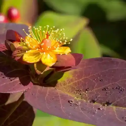 Foto von Blut-Johanniskraut 'Albury Purple' (Hypericum androsaemum 'Albury Purple')