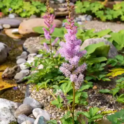 Foto von Chinesische Prachtspiere  'Pumila' (Astilbe chinensis 'Pumila')