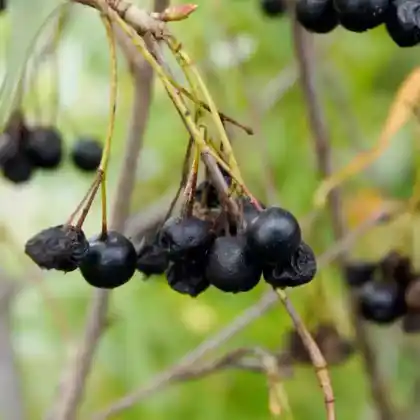 Foto von Schwarze Apfelbeere 'Autumn Magic' (Aronia melanocarpa 'Autumn Magic')
