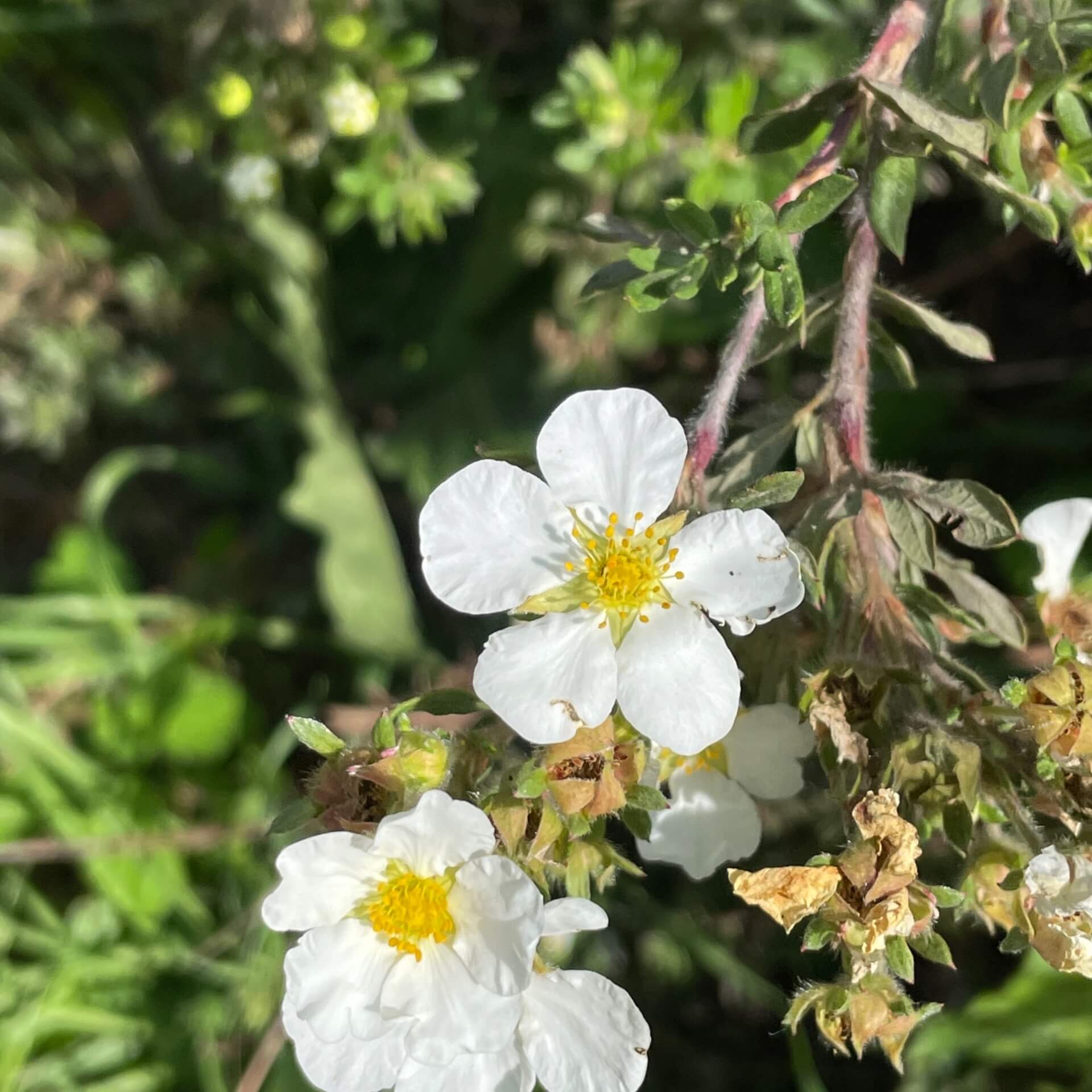 Fingerstrauch 'Manchu' (Potentilla fruticosa 'Manchu')