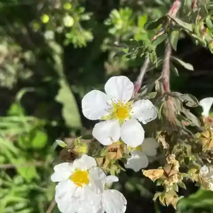 Foto von Fingerstrauch 'Manchu' (Potentilla fruticosa 'Manchu')