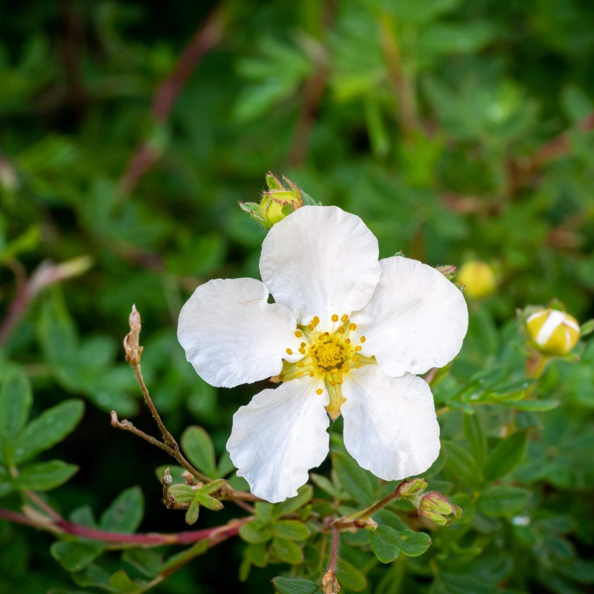 Fingerstrauch 'Abbotswood' (Potentilla fruticosa 'Abbotswood')