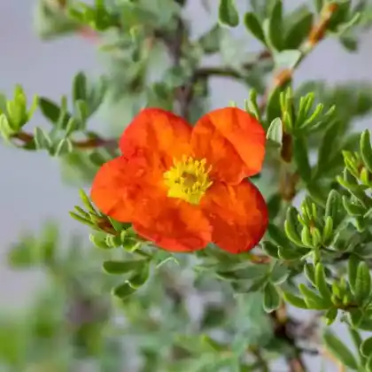 Foto von Fingerstrauch 'Red Ace' (Potentilla fruticosa 'Red Ace')
