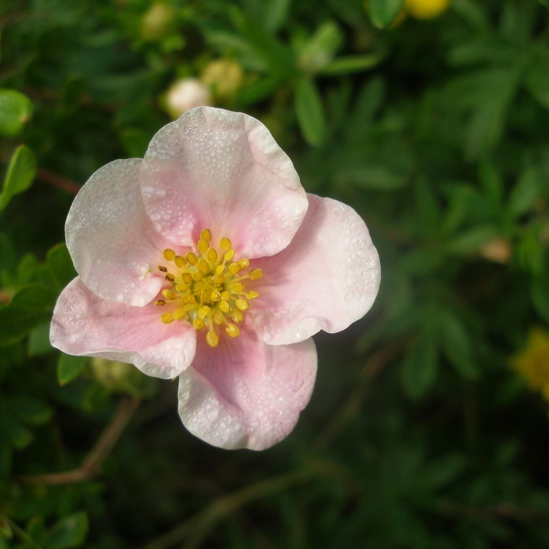 Fingerstrauch 'Princess' (Potentilla fruticosa 'Princess')