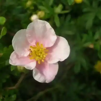 Foto von Fingerstrauch 'Princess' (Potentilla fruticosa 'Princess')