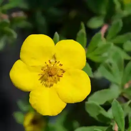 Foto von Fingerstrauch 'Goldteppich' (Potentilla fruticosa 'Goldteppich')