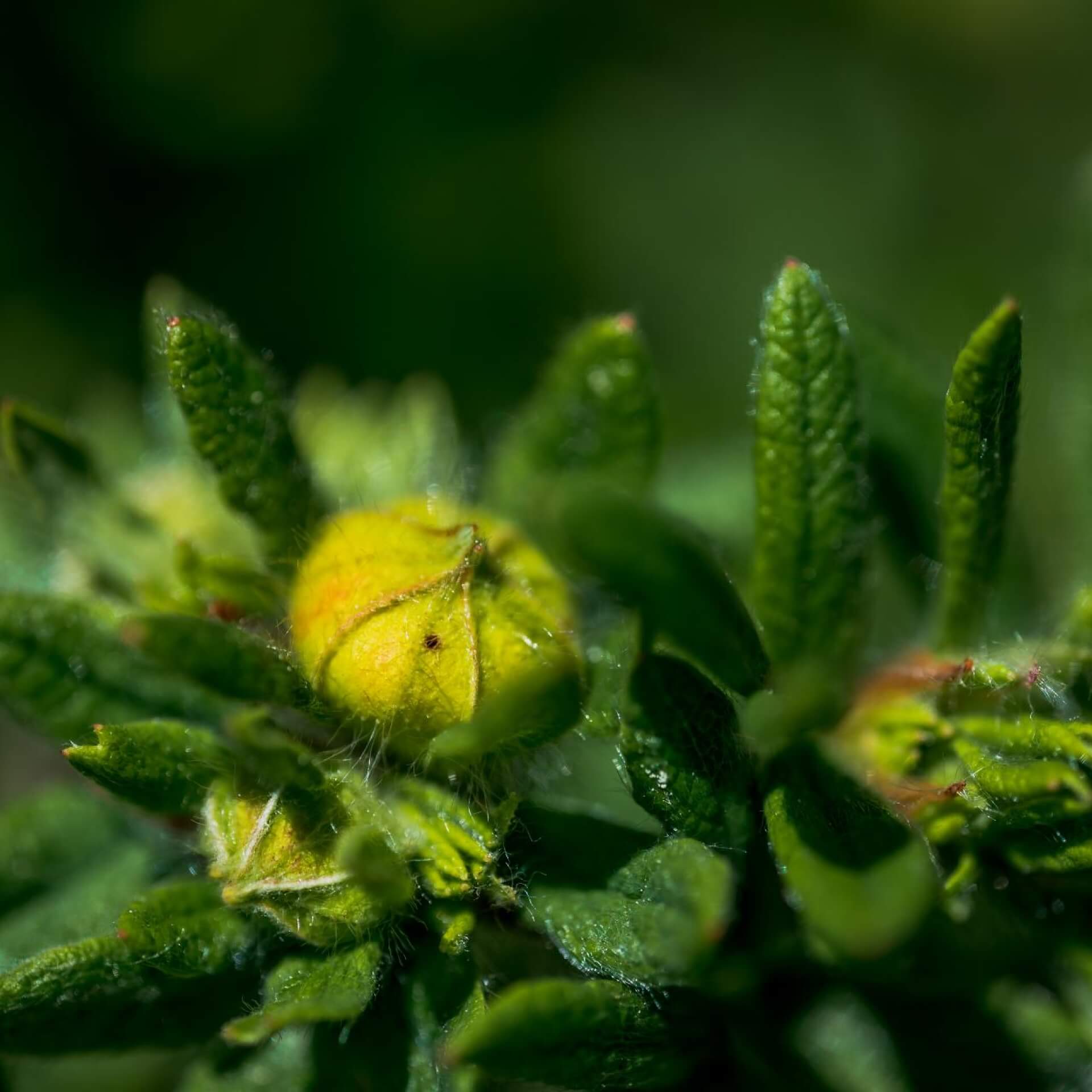 Fingerstrauch 'Kobold' (Potentilla fruticosa 'Kobold')