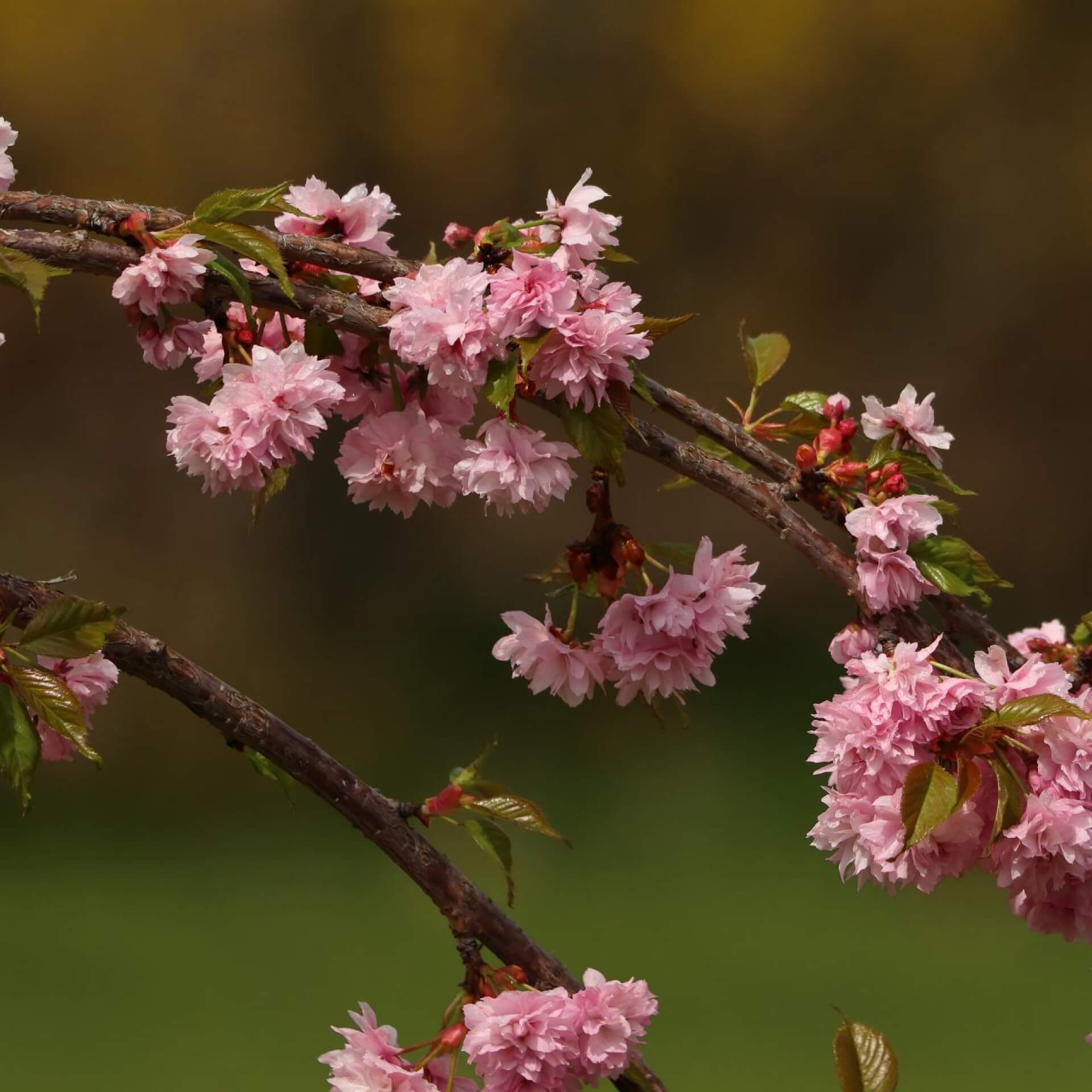 Japanische Hänge-Nelkenkirsche 'Kiku-shidare-Zakura' (Prunus serrulata 'Kiku-shidare-Zakura')