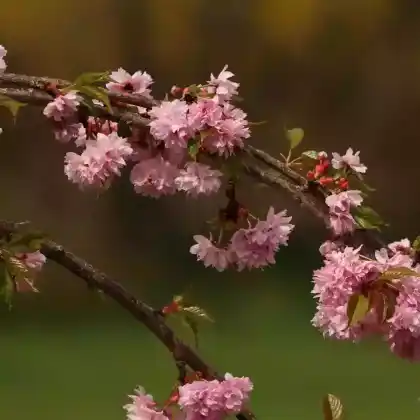 Foto von Japanische Hänge-Nelkenkirsche 'Kiku-shidare-Zakura' (Prunus serrulata 'Kiku-shidare-Zakura')