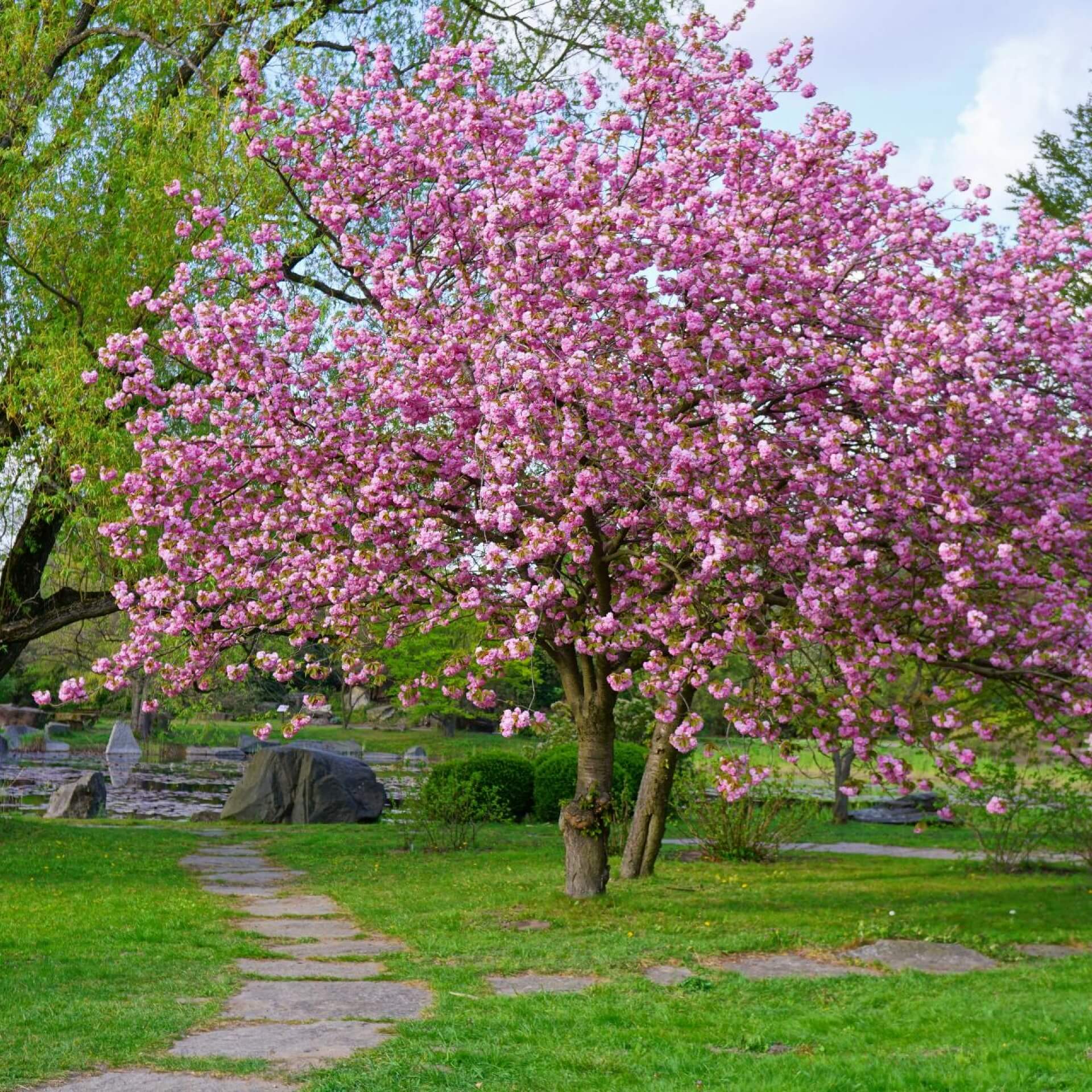 Japanische Zierkirsche (Prunus serrulata)