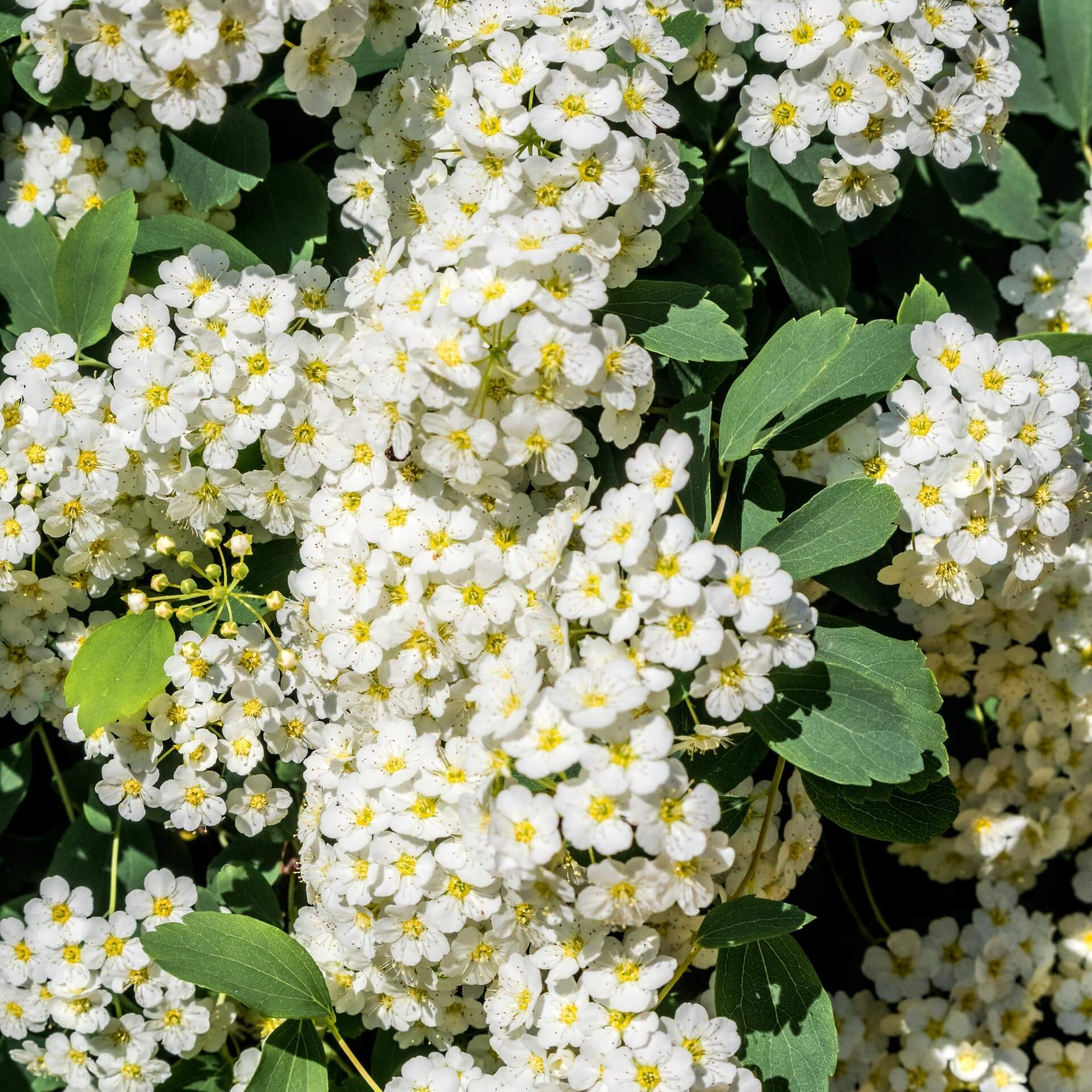 Braut-Spierstrauch (Spiraea arguta)