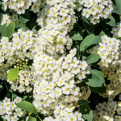 Foto von Braut-Spierstrauch (Spiraea arguta)