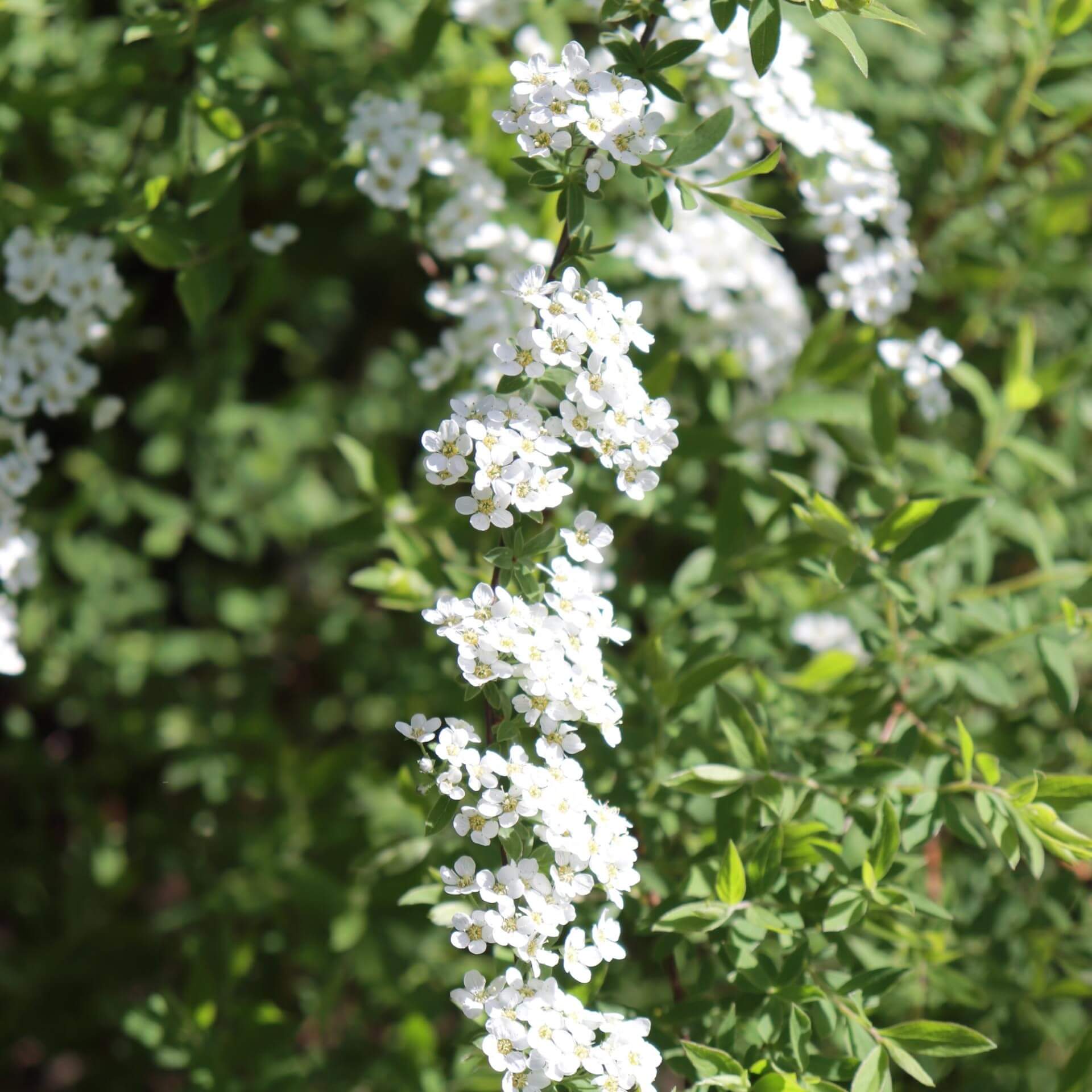 Weiße Rispenspiere 'Grefsheim' (Spiraea cinerea 'Grefsheim')