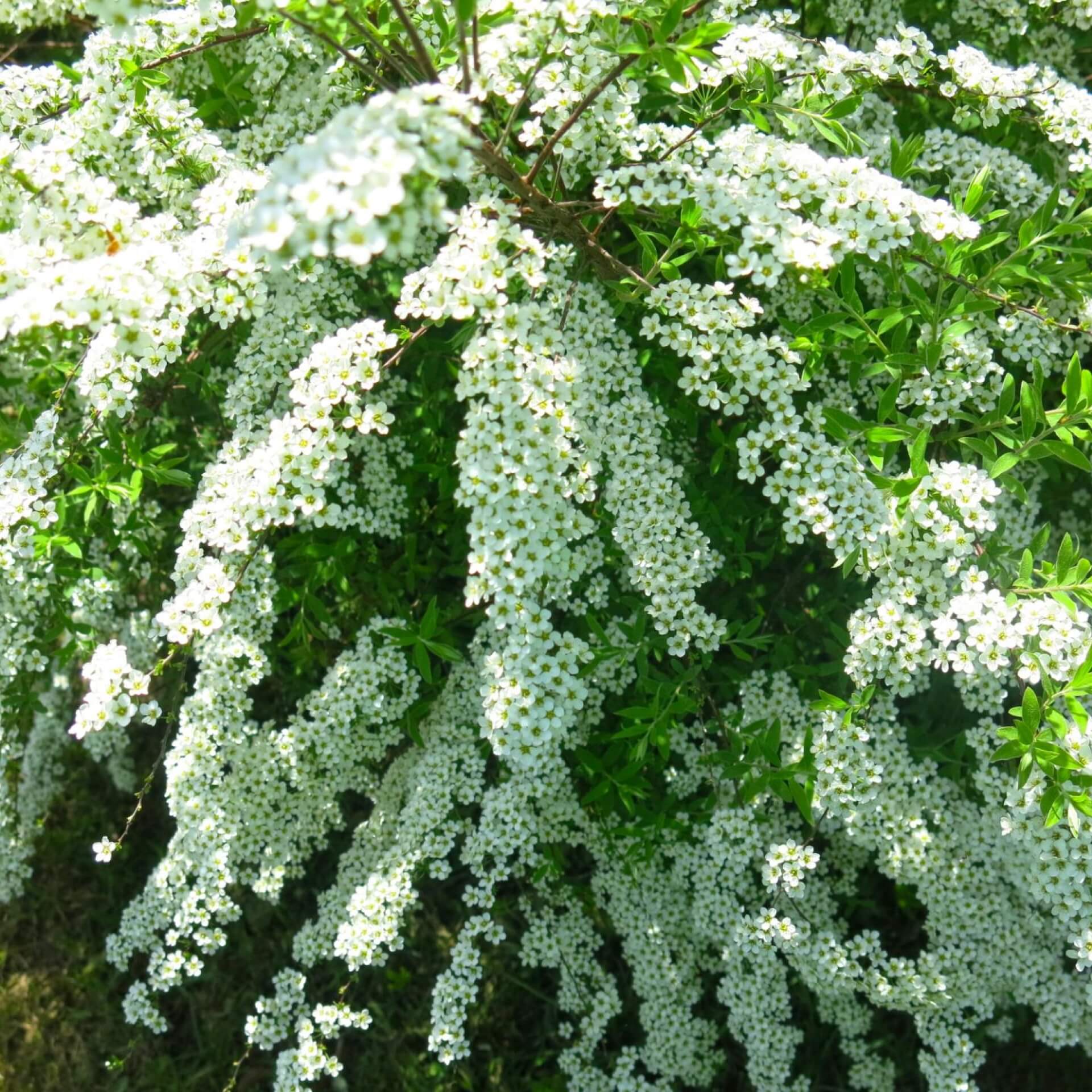 Aschgrauer Spierstrauch (Spiraea cinerea)