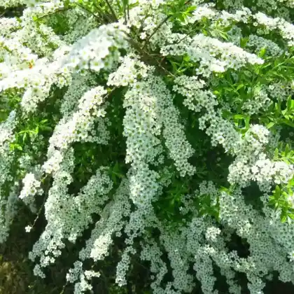Foto von Aschgrauer Spierstrauch (Spiraea cinerea)