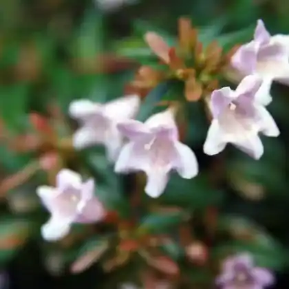 Foto von Abelie 'Edward Goucher' (Abelia grandiflora 'Edward Goucher')