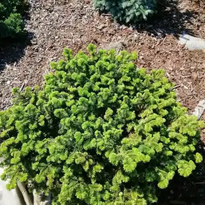 Foto von Zwerg-Balsamtanne 'Nana' (Abies balsamea 'Nana')