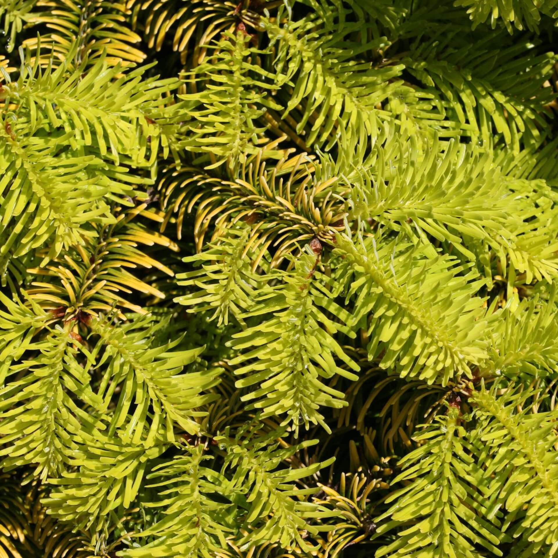 Nordmanntanne 'Golden Spreader' (Abies nordmanniana 'Golden Spreader')