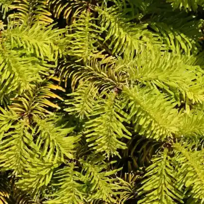 Foto von Nordmanntanne 'Golden Spreader' (Abies nordmanniana 'Golden Spreader')