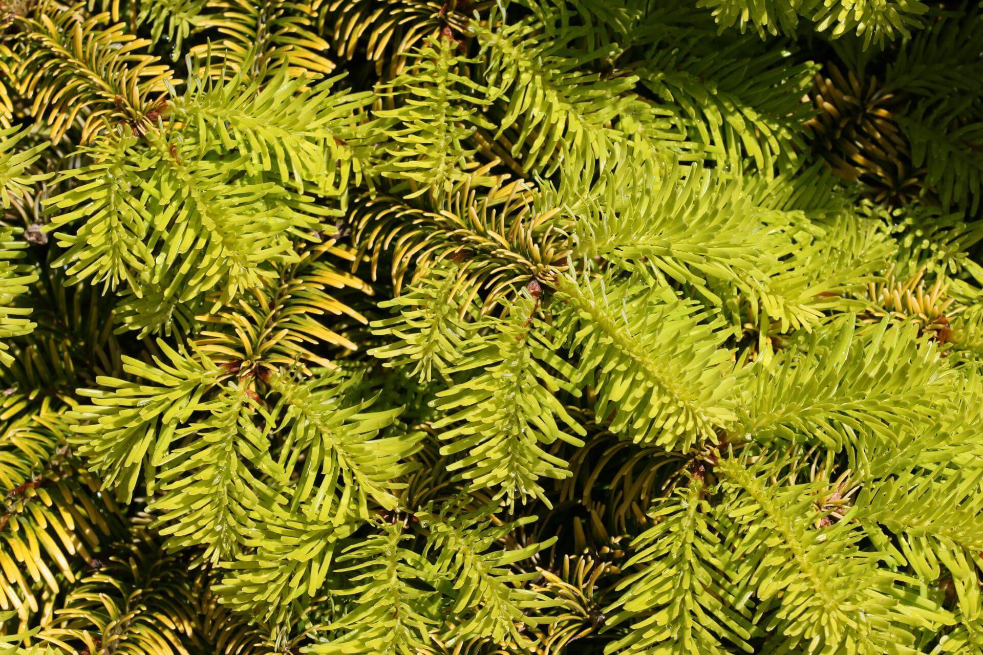 Nordmanntanne 'Golden Spreader' / Abies nordmanniana 'Golden Spreader'