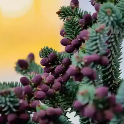Foto von Spanische Tanne 'Glauce' (Abies pinsapo 'Glauca')