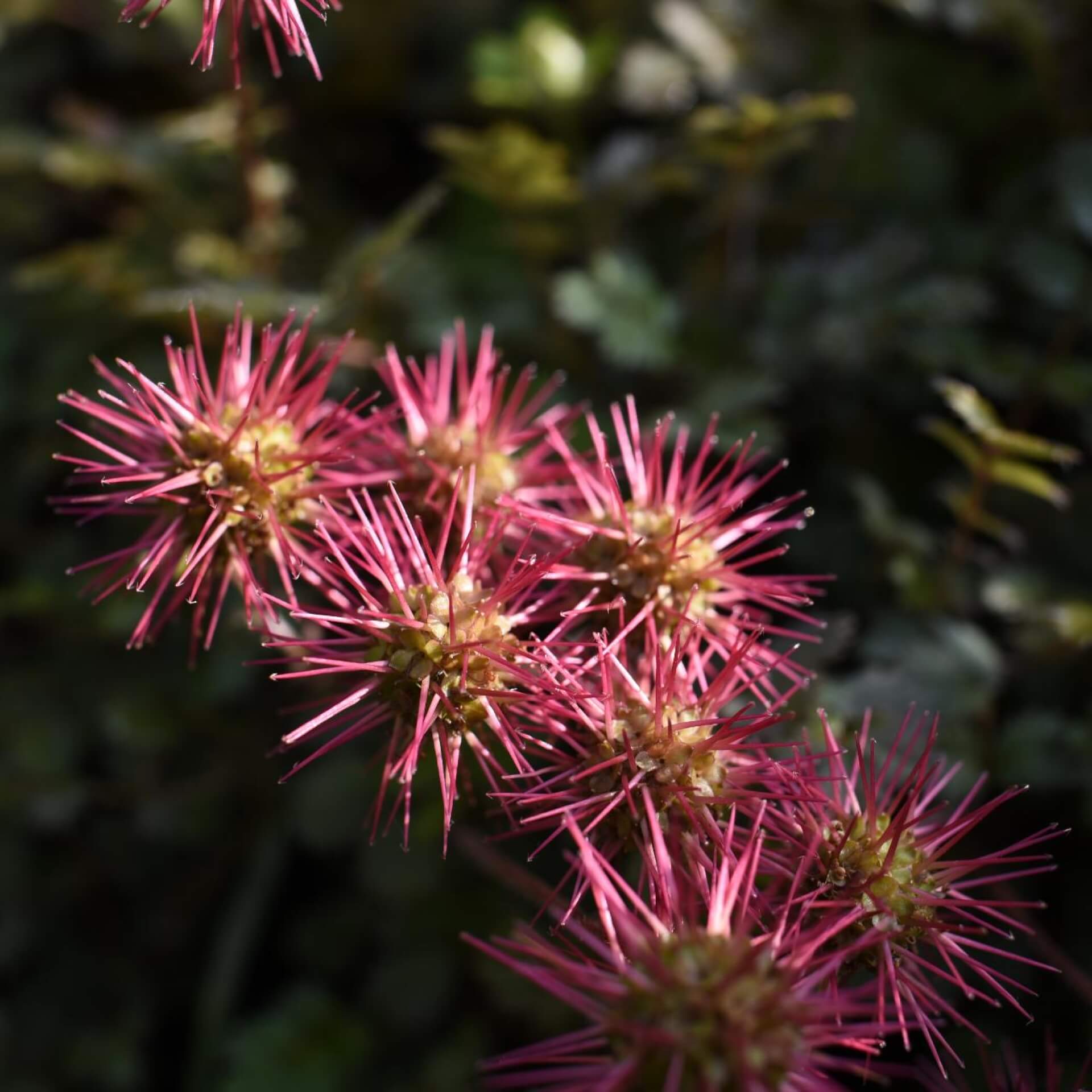 Blaugrünes Stachelnüsschen (Acaena buchananii)