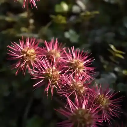 Foto von Blaugrünes Stachelnüsschen (Acaena buchananii)