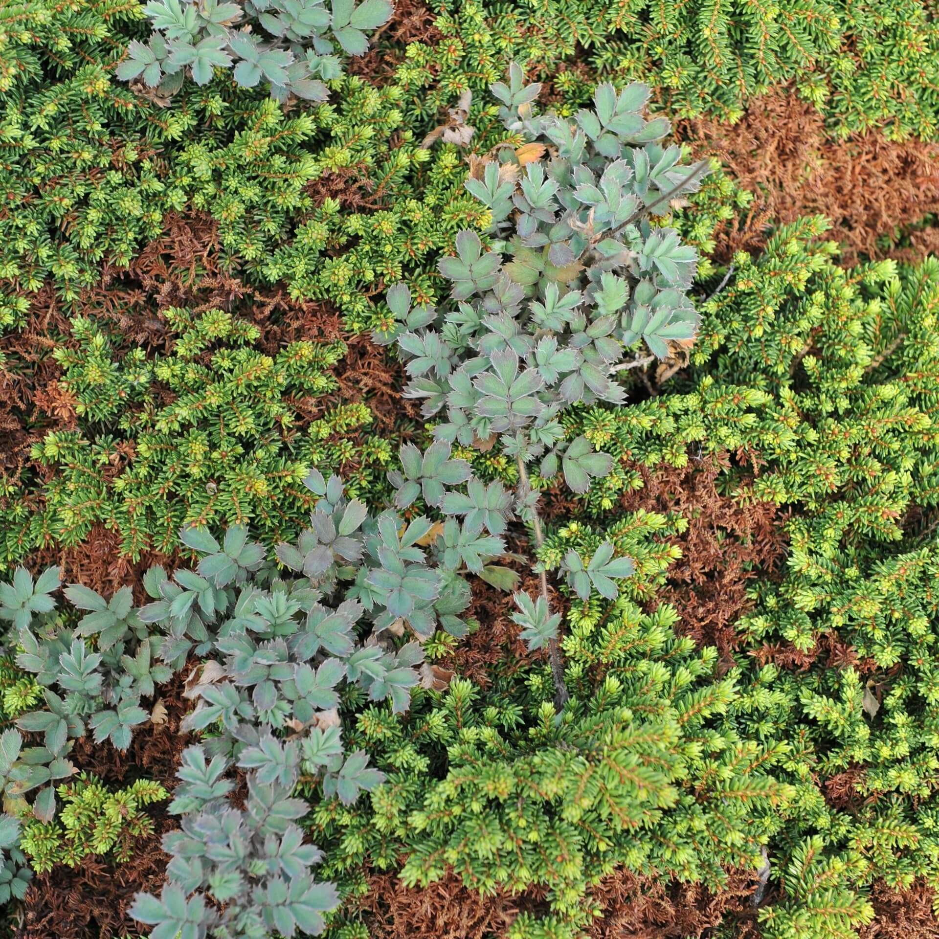 Blaugraues Stachelnüsschen (Acaena caesiiglauca)