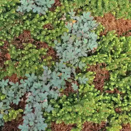 Foto von Blaugraues Stachelnüsschen (Acaena caesiiglauca)