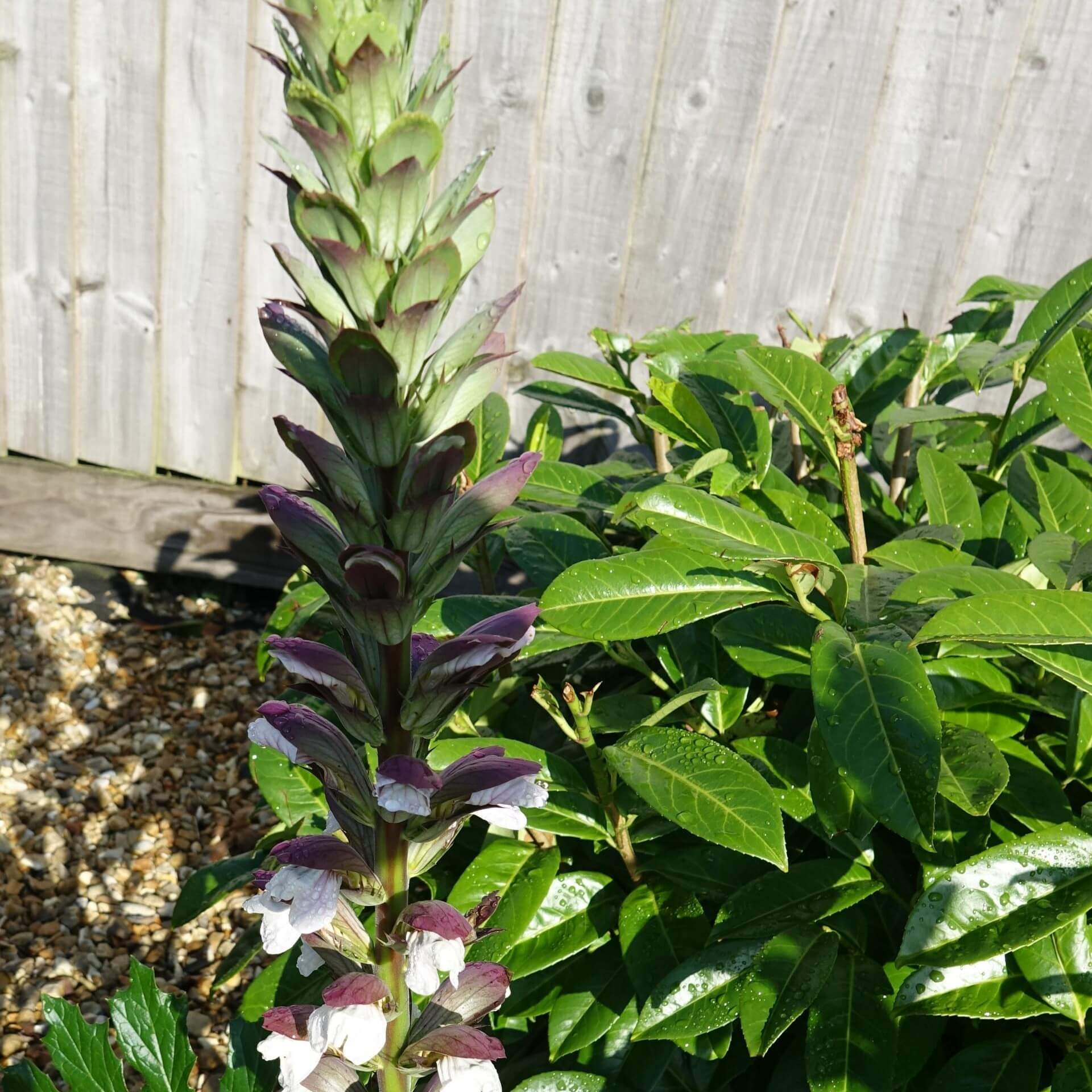 Balkan-Bärenklau 'White Lips' (Acanthus hungaricus 'White Lips')