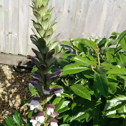 Foto von Balkan-Bärenklau 'White Lips' (Acanthus hungaricus 'White Lips')