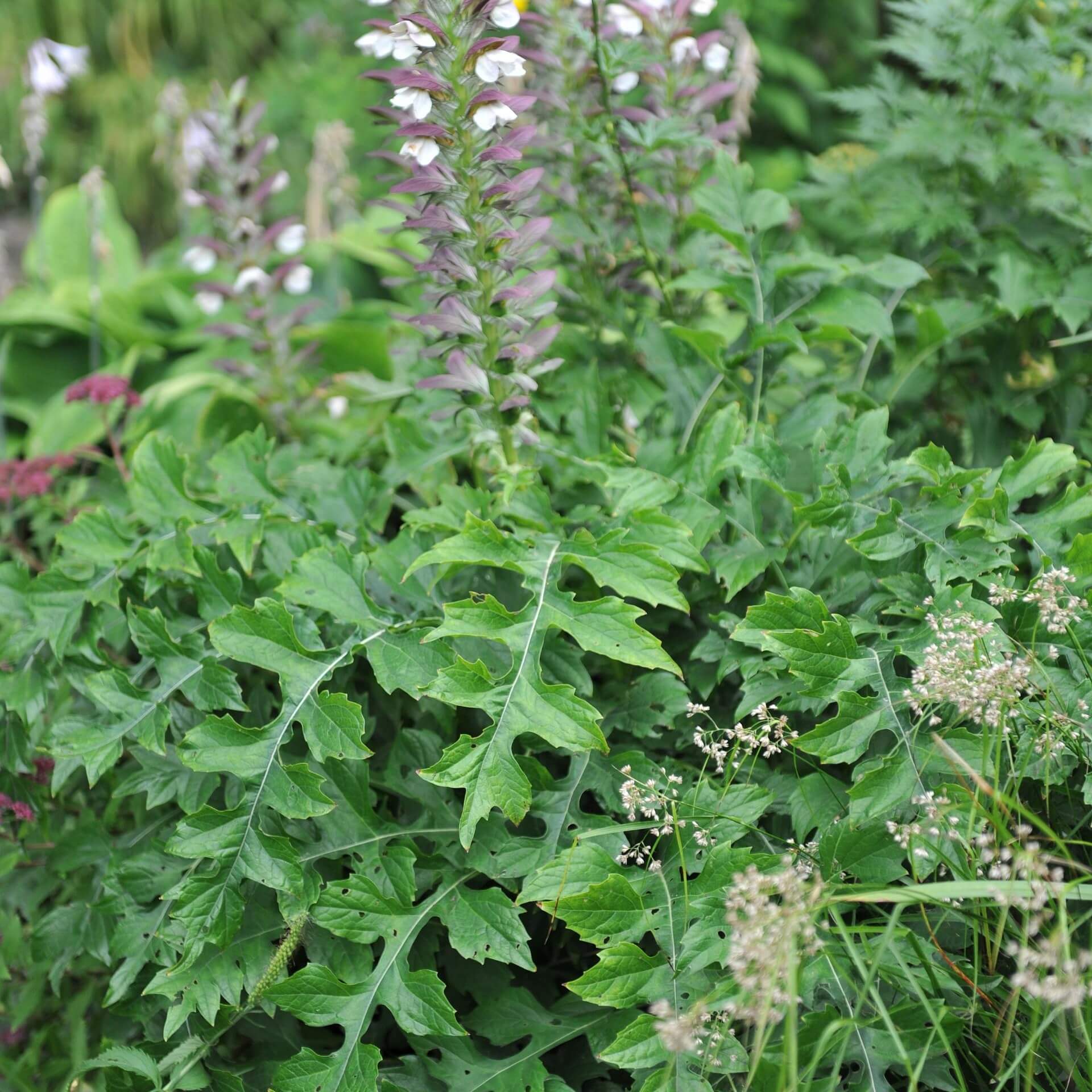 Wahrer Bärenklau (Acanthus mollis)