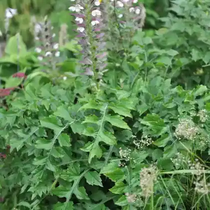 Foto von Wahrer Bärenklau (Acanthus mollis)
