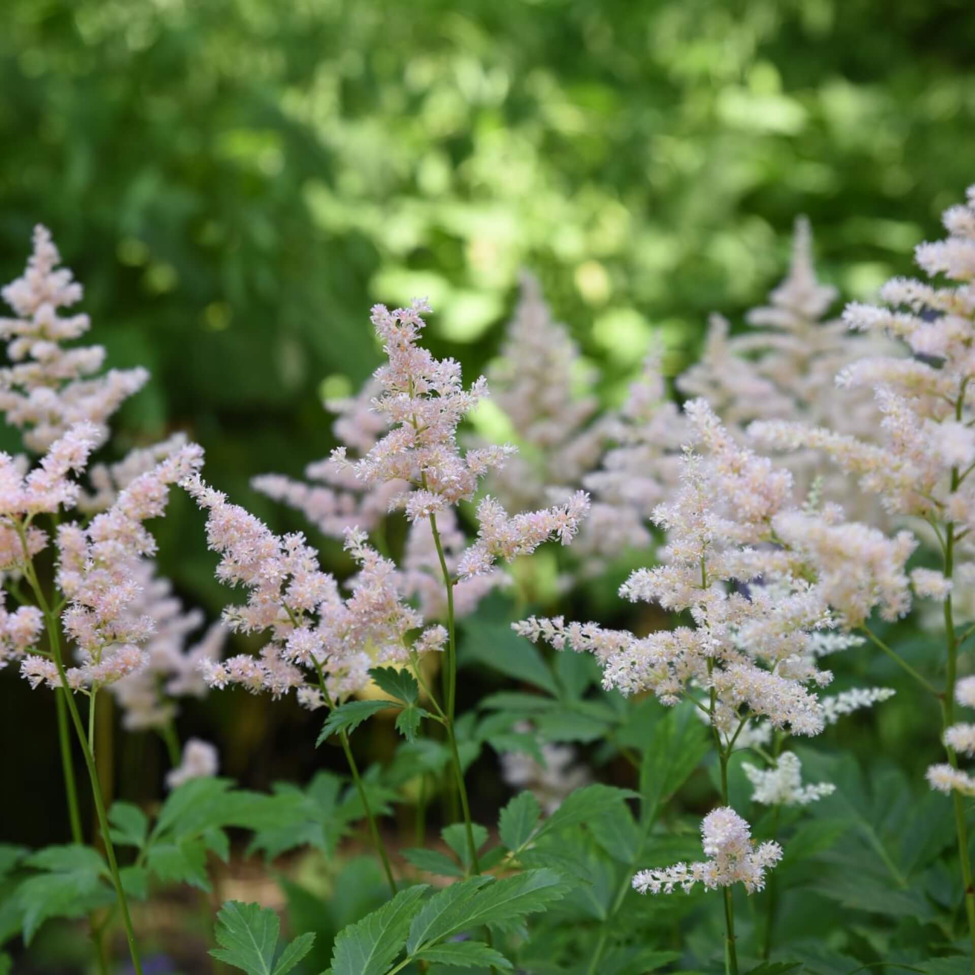 Teppich-Spiere (Astilbe chinensis var. pumila)