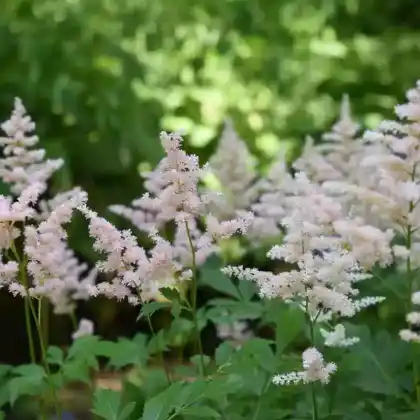 Foto von Teppich-Spiere (Astilbe chinensis var. pumila)