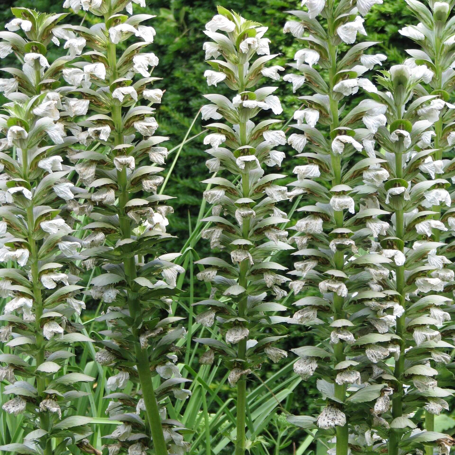 Weicher Bärenklau 'Rue Ledan' (Acanthus mollis 'Rue Ledan')