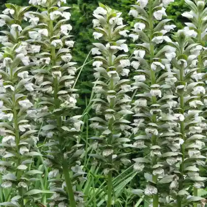 Foto von Weicher Bärenklau 'Rue Ledan' (Acanthus mollis 'Rue Ledan')