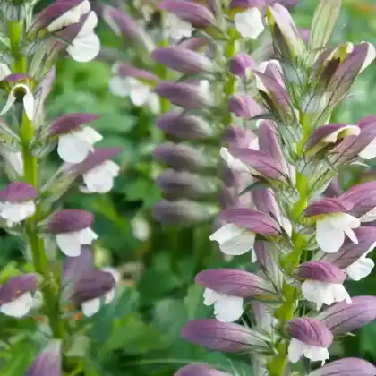 Foto von Dorniger Akanthus (Acanthus spinosus)