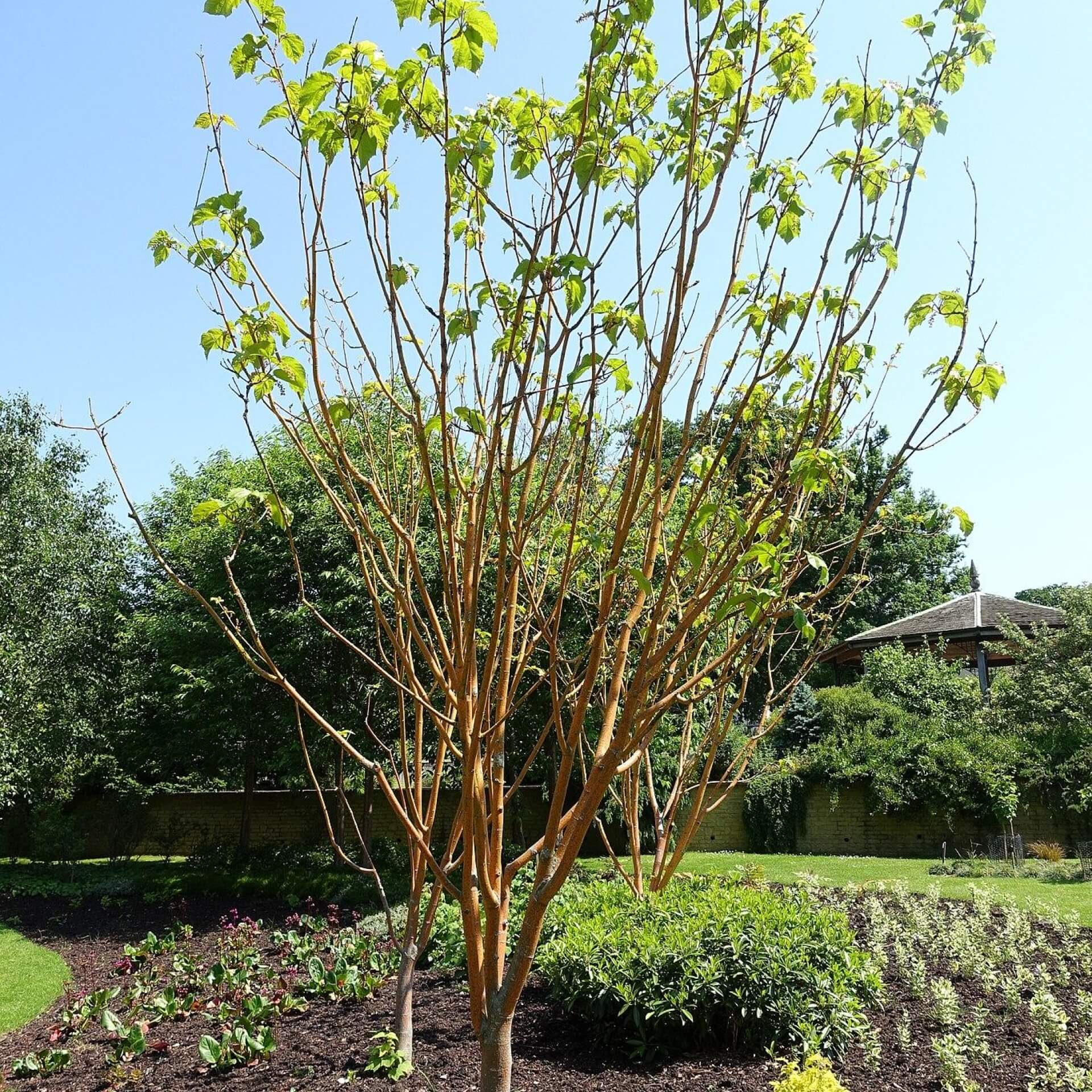 Rotrindiger Streifenahorn 'Phoenix' (Acer conspicuum 'Phoenix')