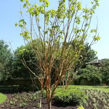 Foto von Rotrindiger Streifenahorn 'Phoenix' (Acer conspicuum 'Phoenix')