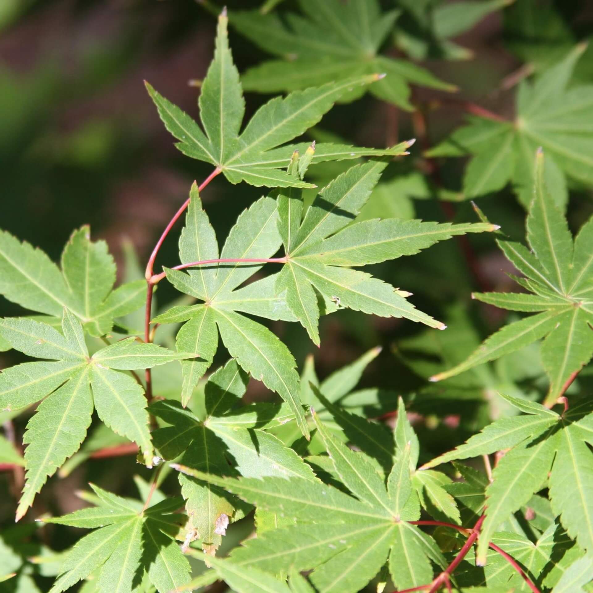 Fächer-Ahorn 'Beni kawa' (Acer palmatum 'Beni kawa')