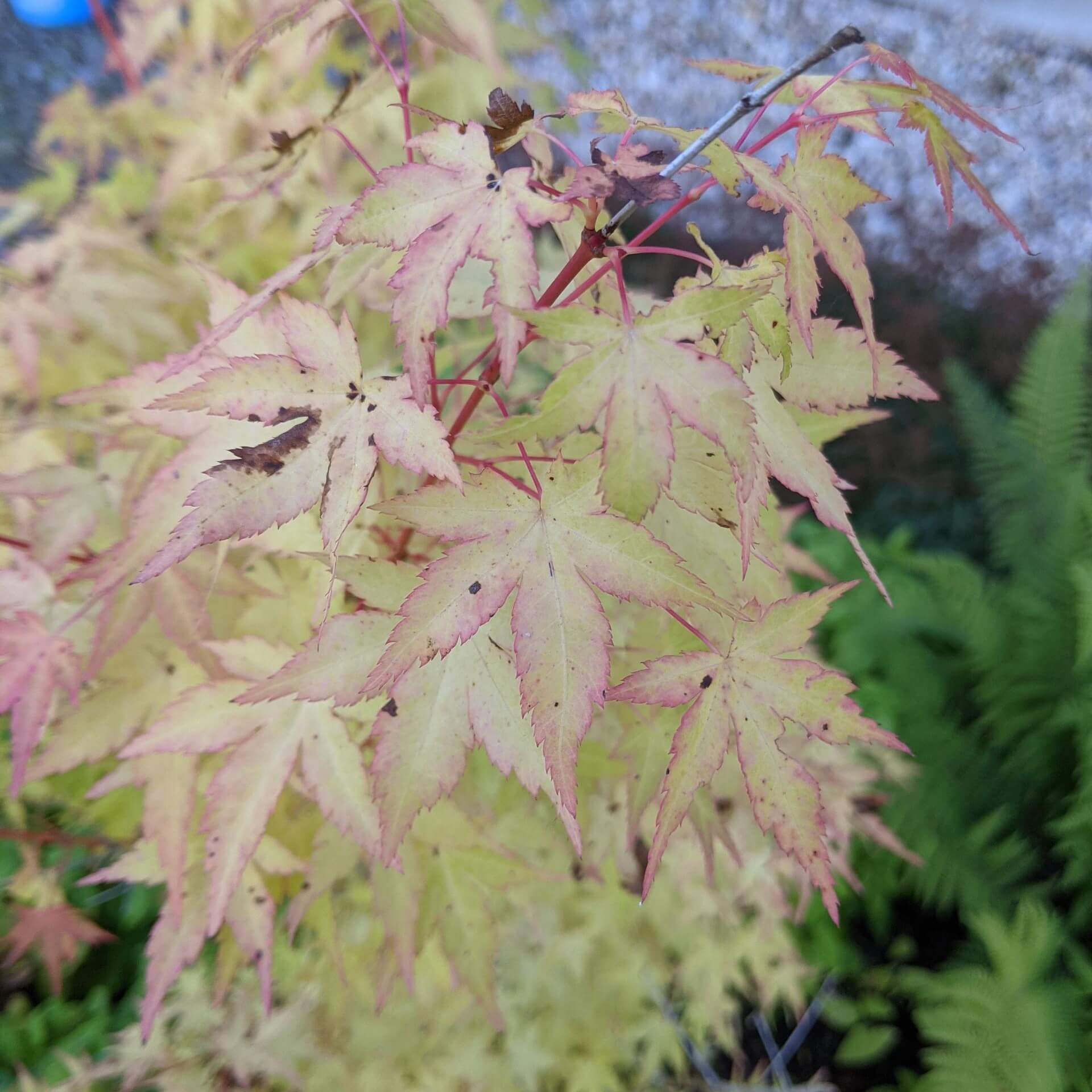 Fächer-Ahorn 'Bi-hoo' (Acer palmatum 'Bi-hoo')