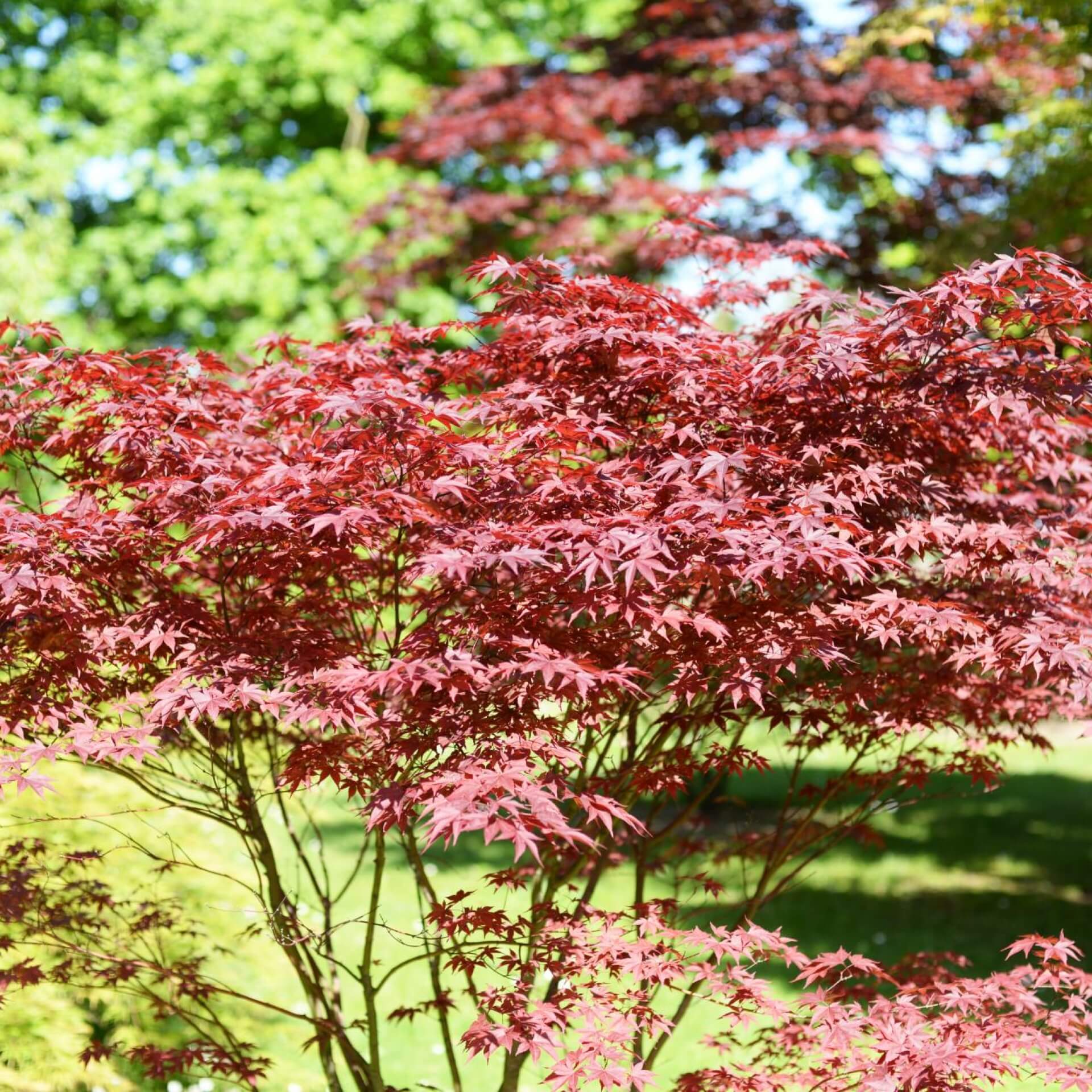 Fächer-Ahorn 'Bloodgood' (Acer palmatum 'Bloodgood')