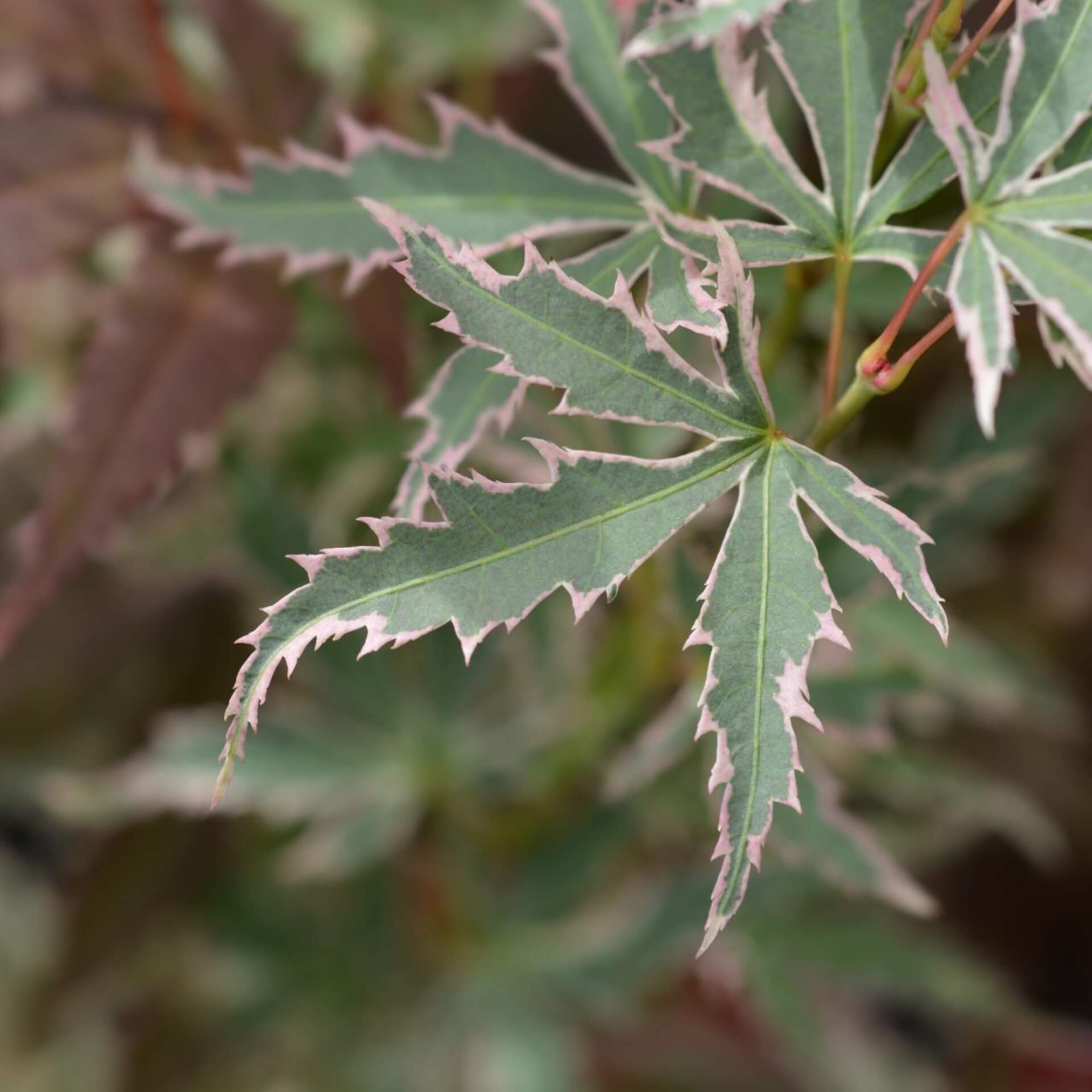 Fächer-Ahorn 'Butterfly' (Acer palmatum 'Butterfly')