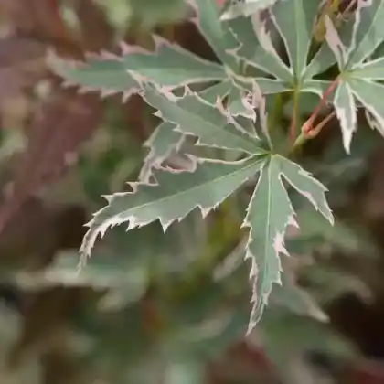 Foto von Fächer-Ahorn 'Butterfly' (Acer palmatum 'Butterfly')